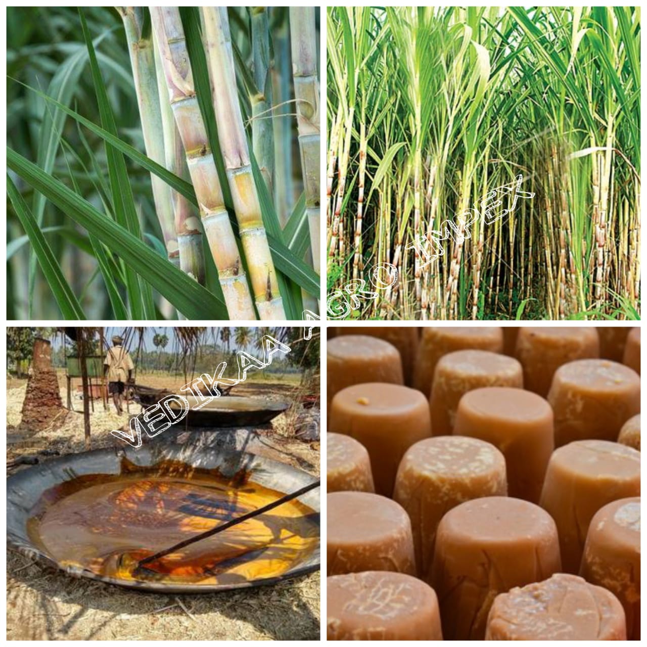 sugarcane crop com